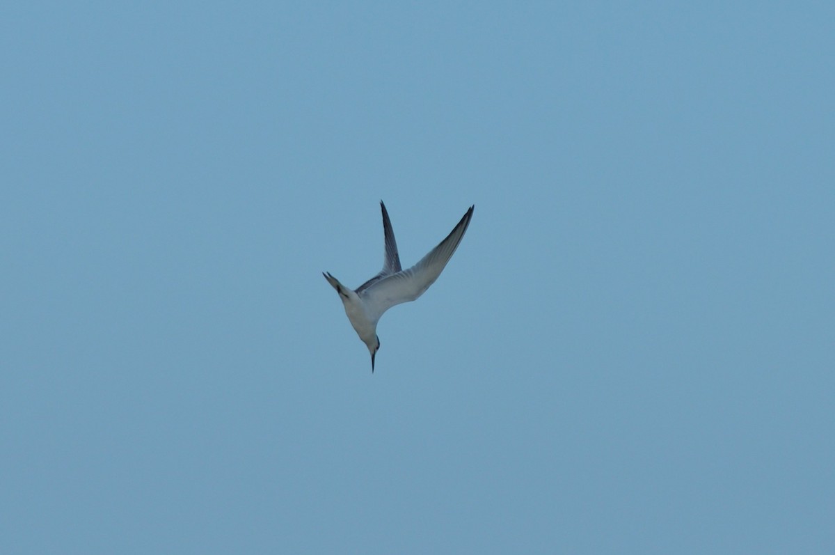 Sandwich Tern - ML618024333