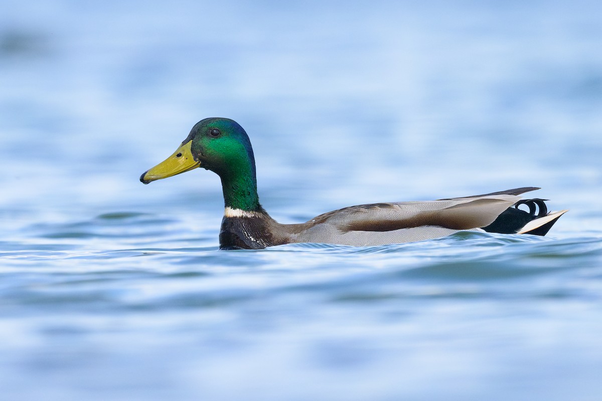 Mallard - ML618024348