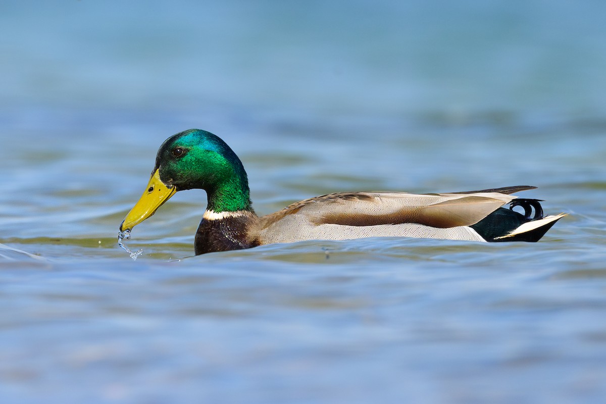 Mallard - ML618024349