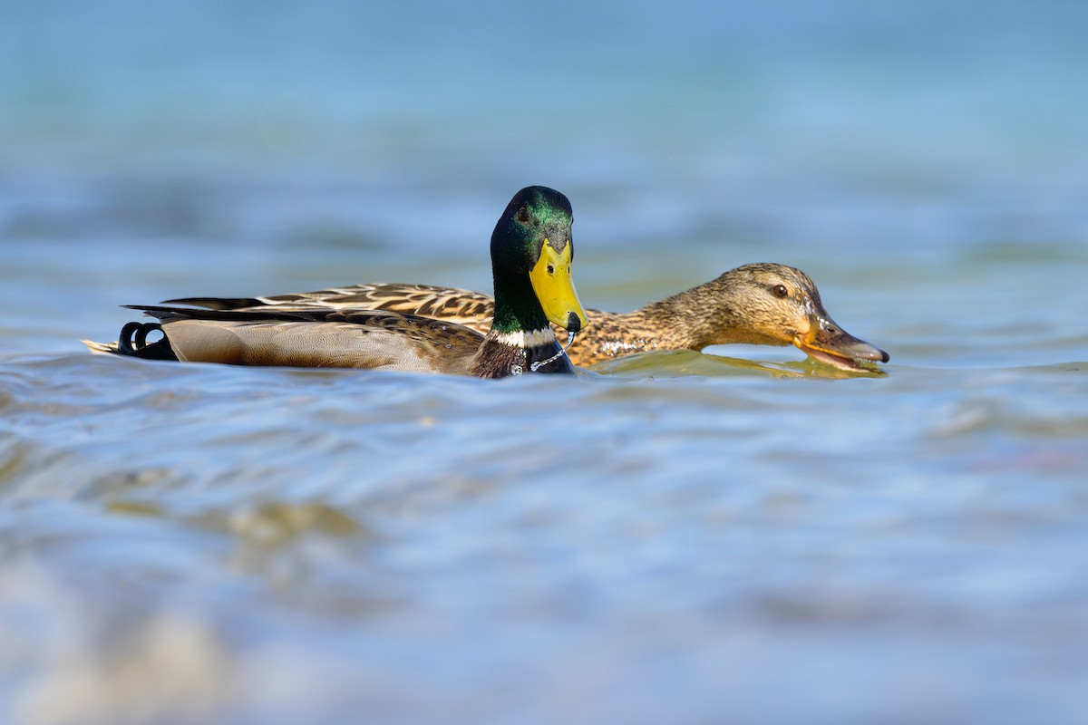 Mallard - ML618024351