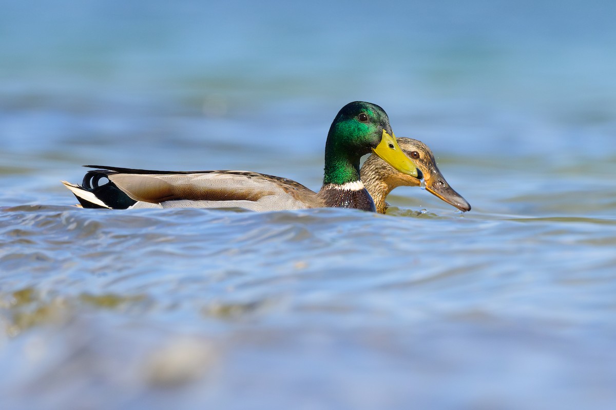 Mallard - ML618024354