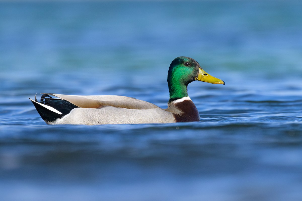 Mallard - ML618024355