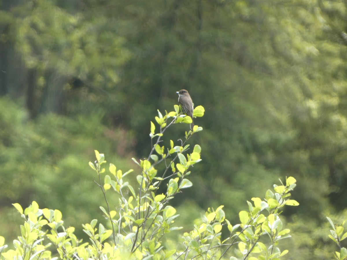 Eastern Phoebe - Peter Wynnyk