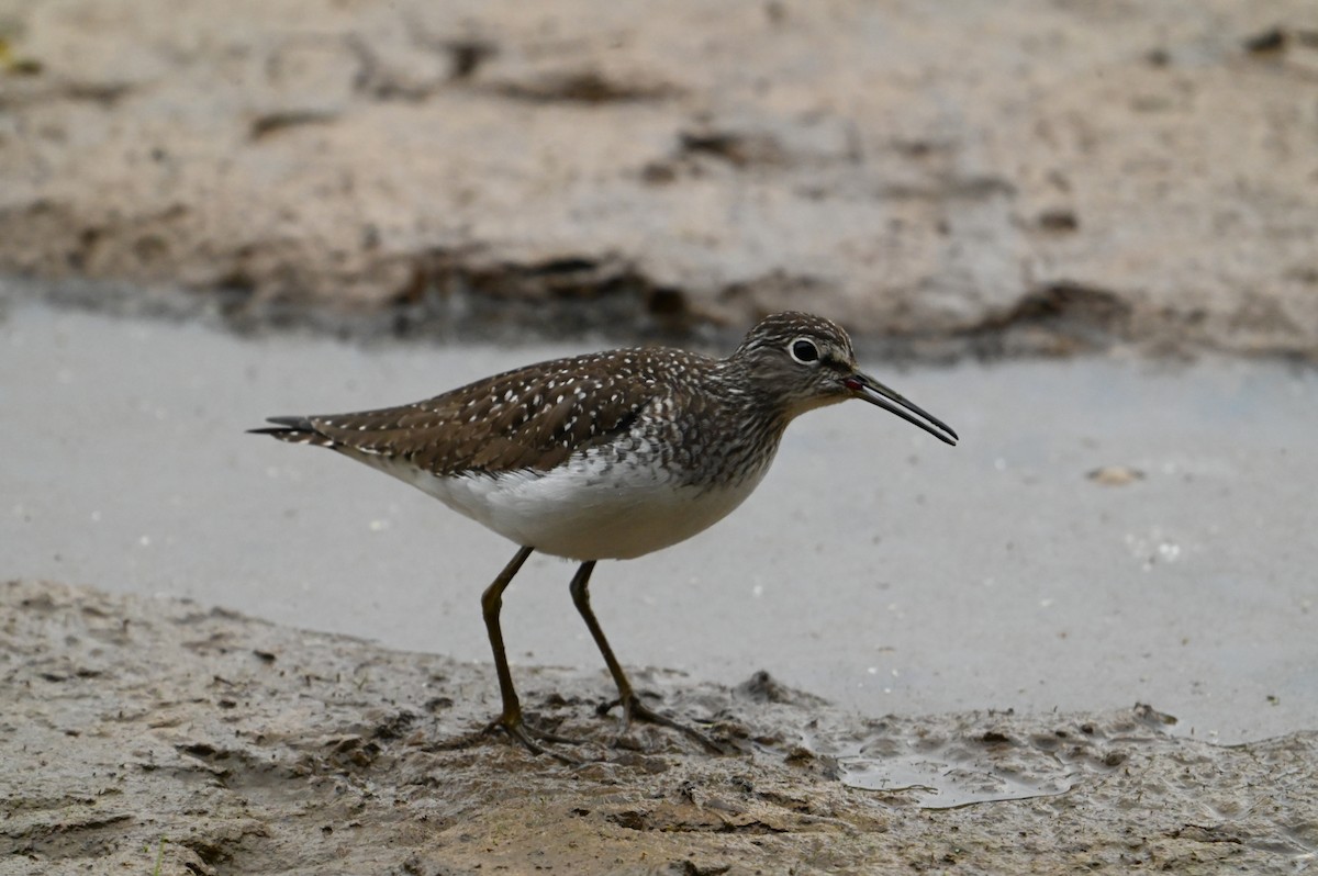 Solitary Sandpiper - ML618024388