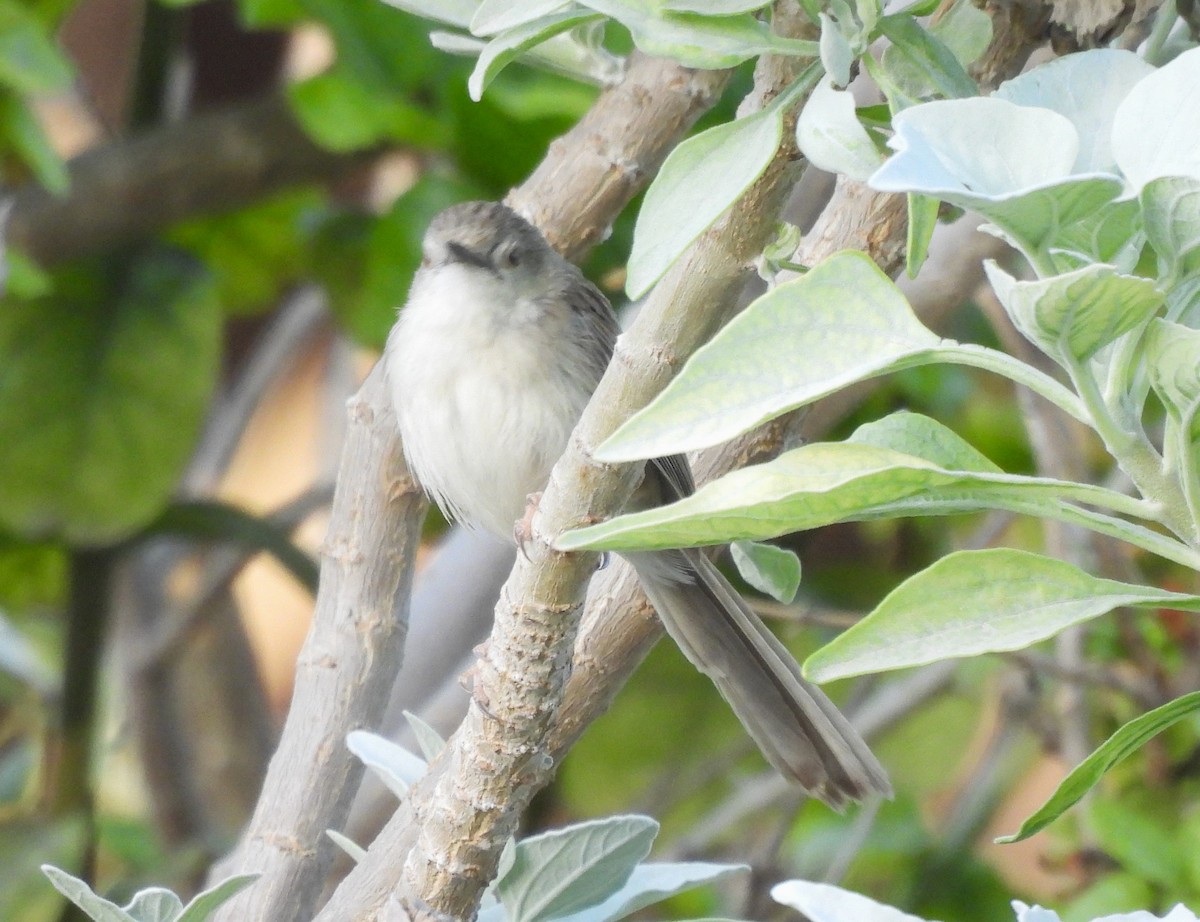 Delicate Prinia - ML618024402