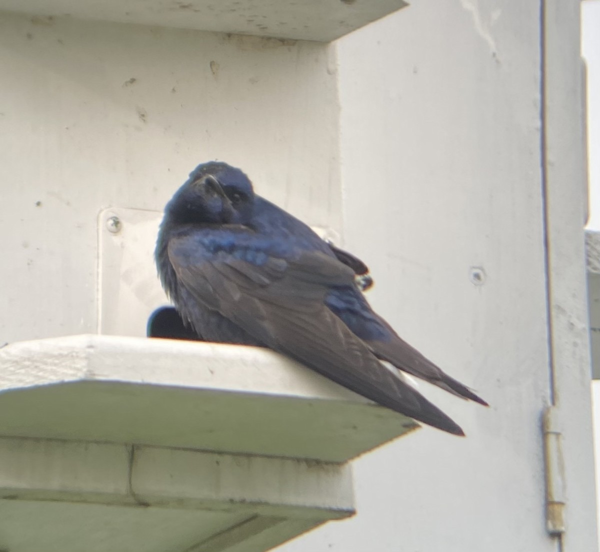 Purple Martin - ML618024409