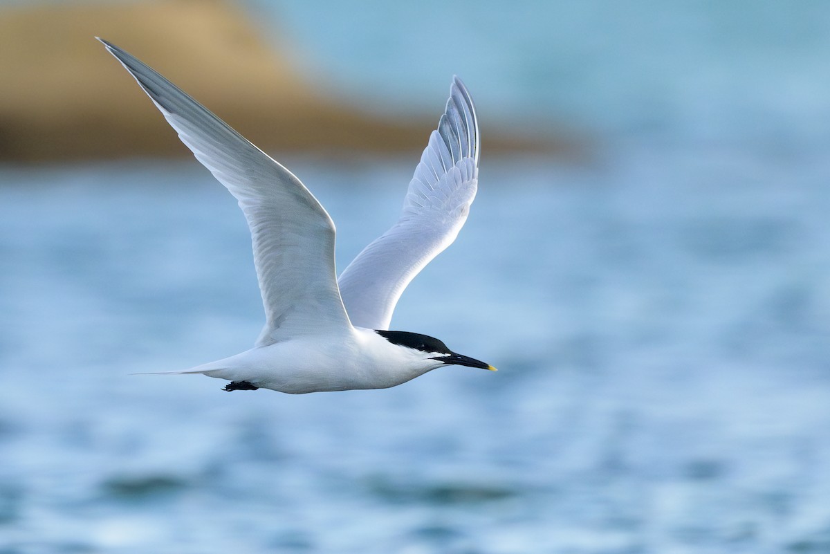 Sandwich Tern - ML618024410