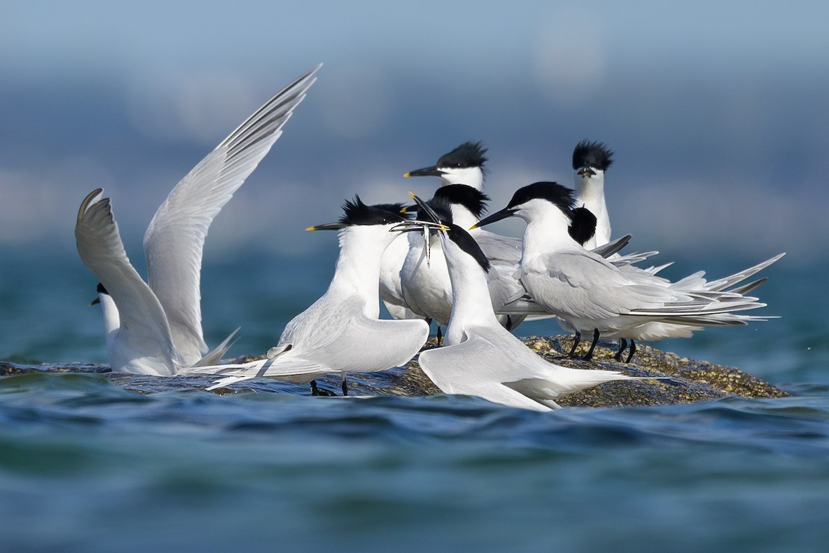 Sandwich Tern - ML618024422