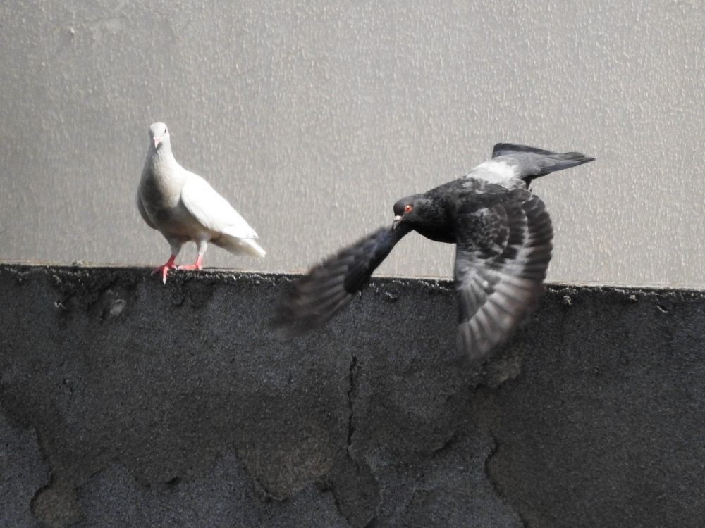 Rock Pigeon (Feral Pigeon) - ML618024441