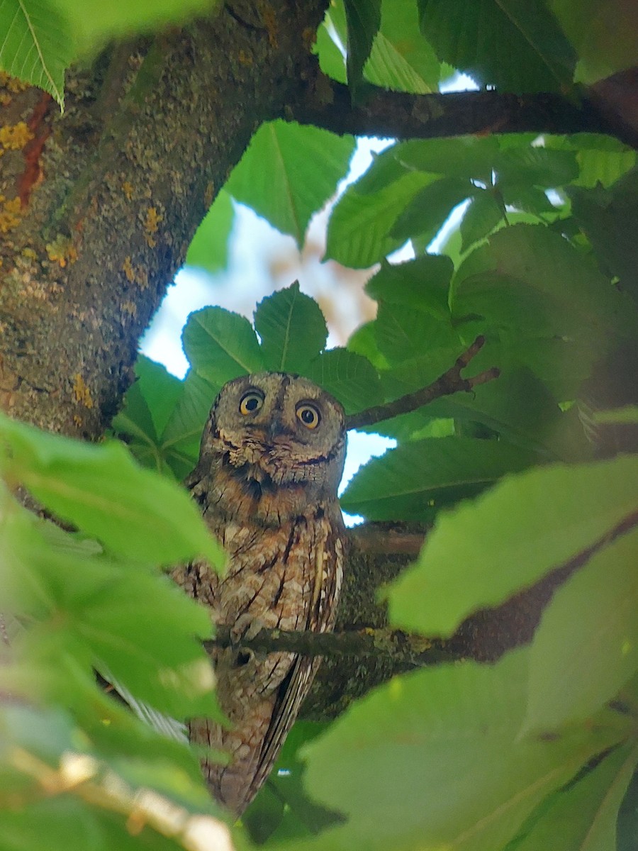 Eurasian Scops-Owl - ML618024448