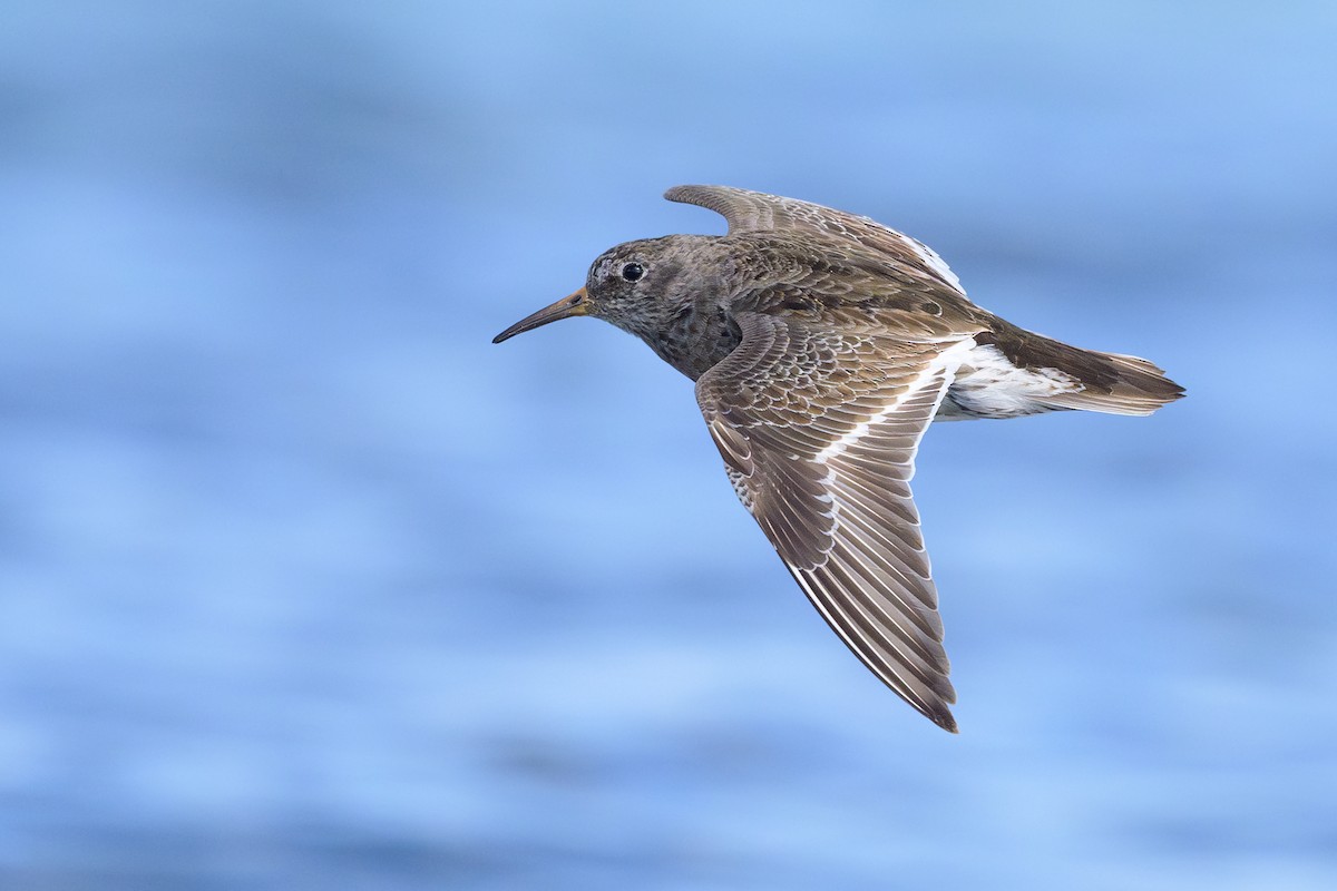 Purple Sandpiper - ML618024451