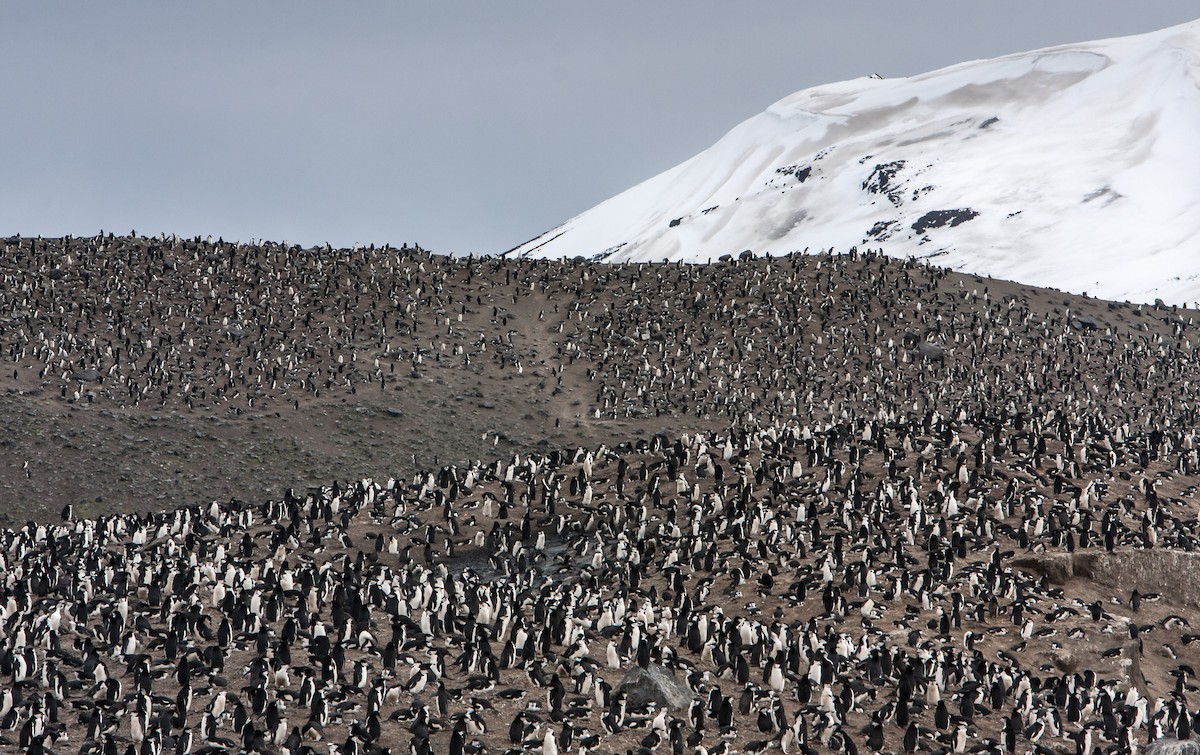 Пінгвін антарктичний - ML618024456