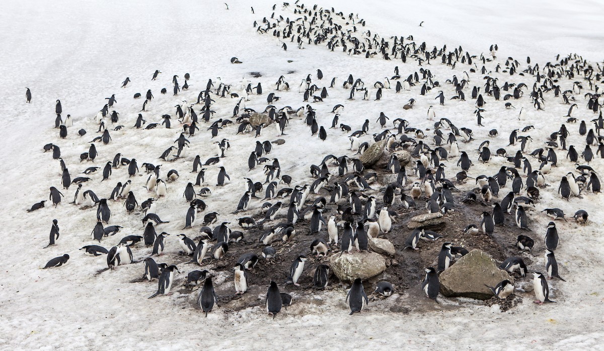 Chinstrap Penguin - ML618024459