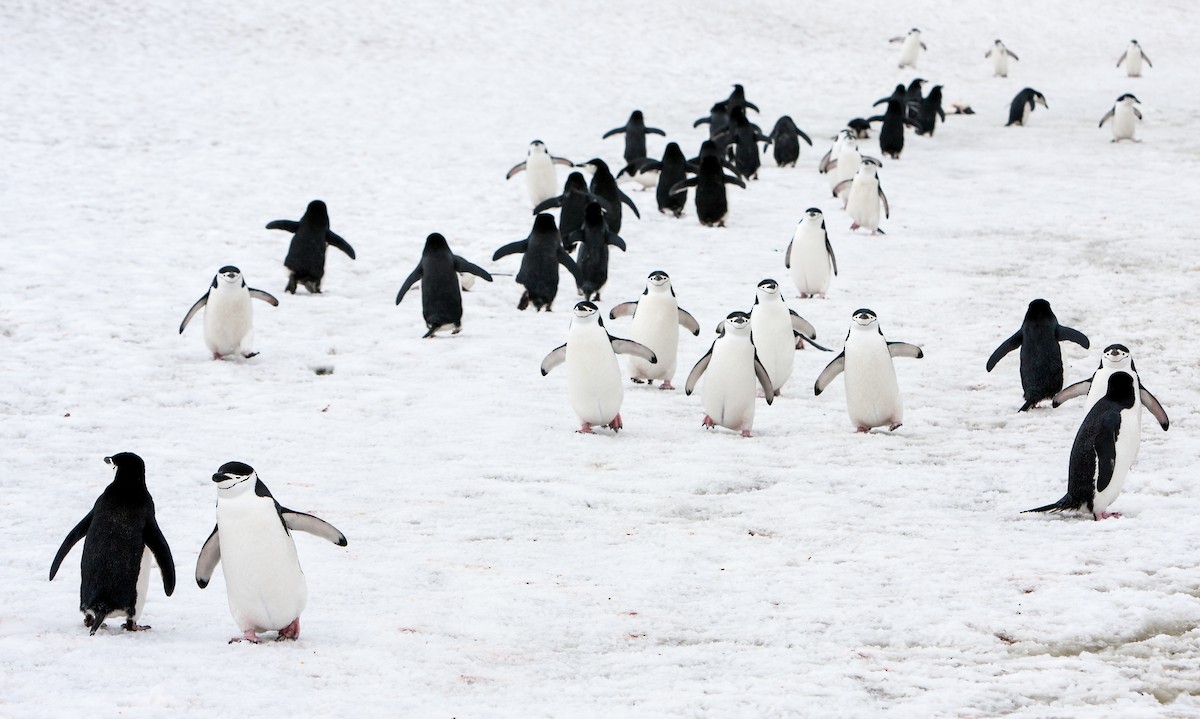 Пінгвін антарктичний - ML618024460