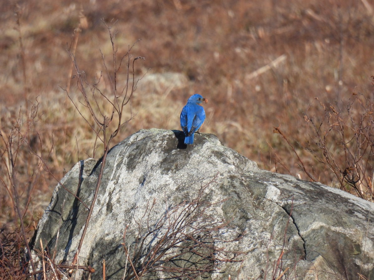 Eastern Bluebird - ML618024469