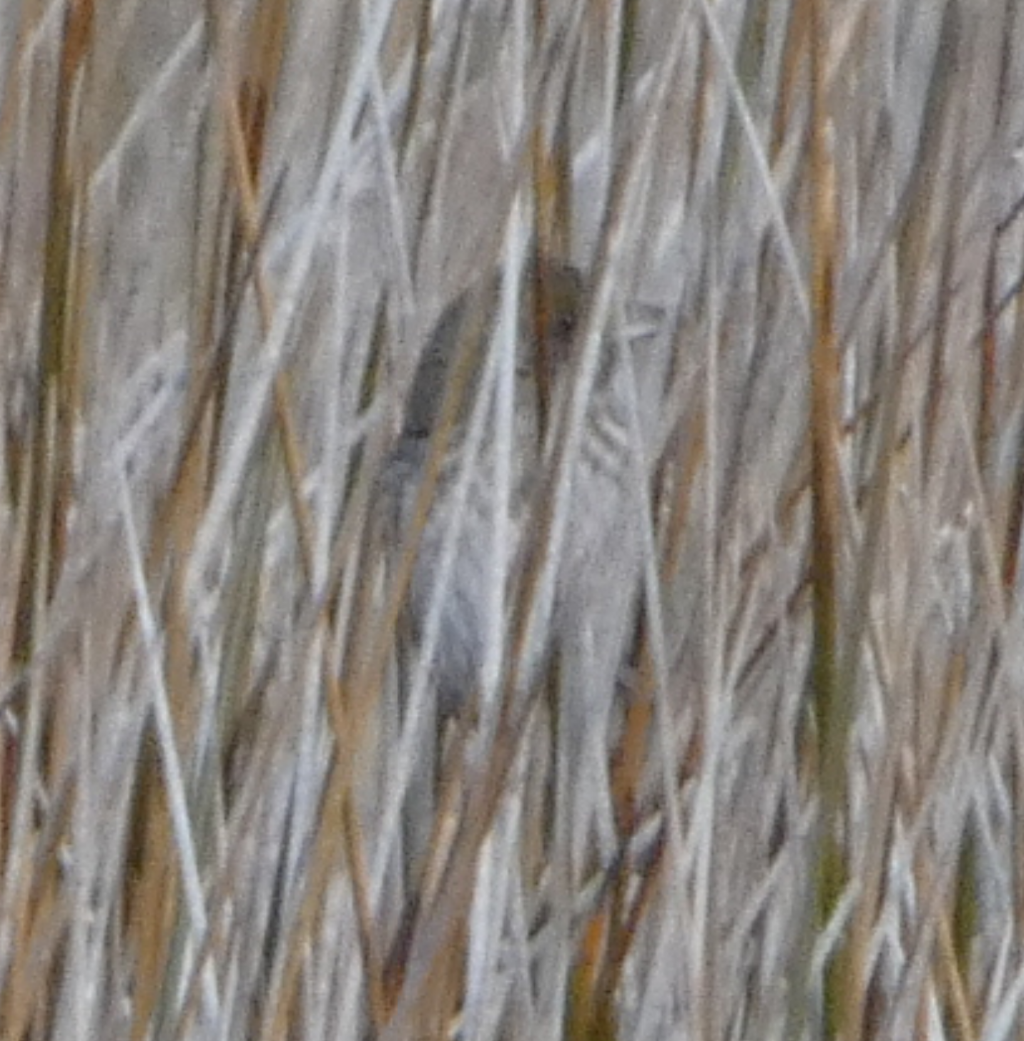 Seaside Sparrow (Atlantic) - Peter Wynnyk