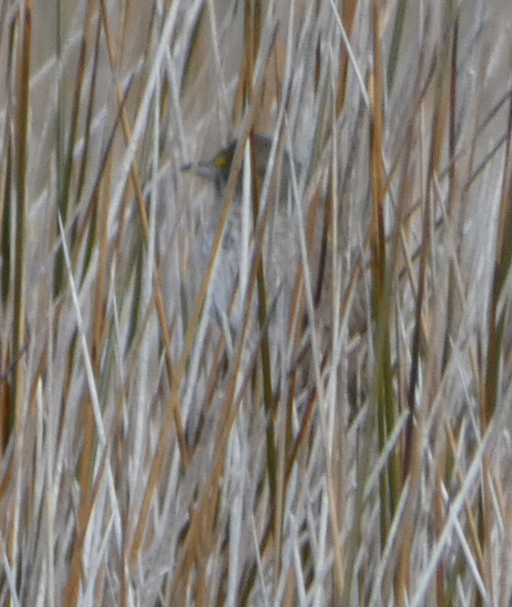 Seaside Sparrow (Atlantic) - Peter Wynnyk