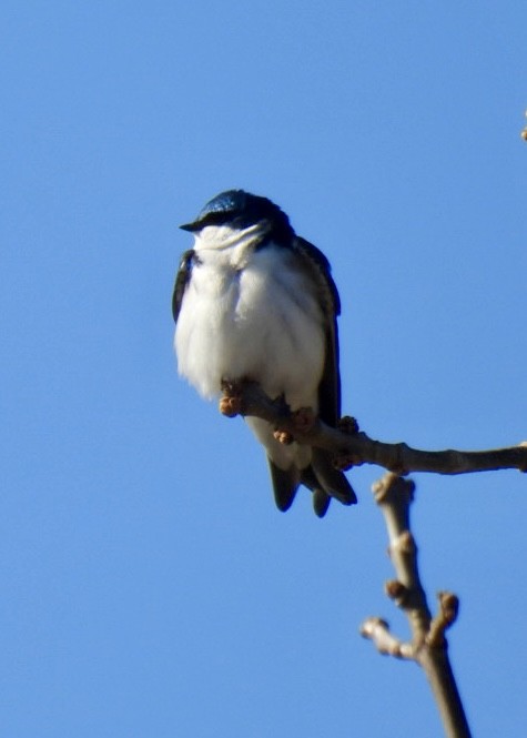 Tree Swallow - Donna Reis