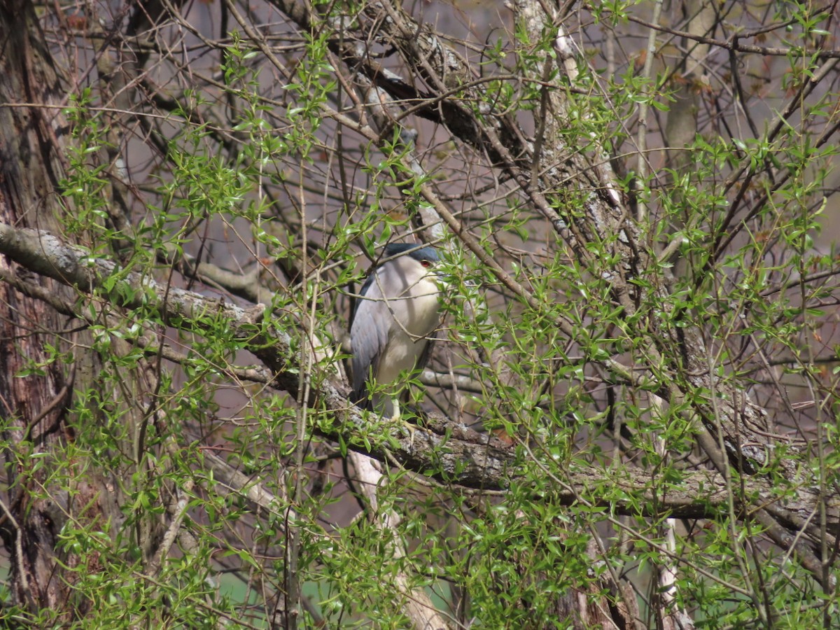 Black-crowned Night Heron - Marcia Merithew