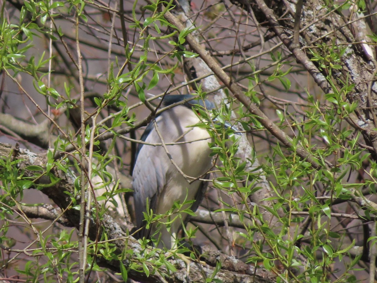 Black-crowned Night Heron - Marcia Merithew