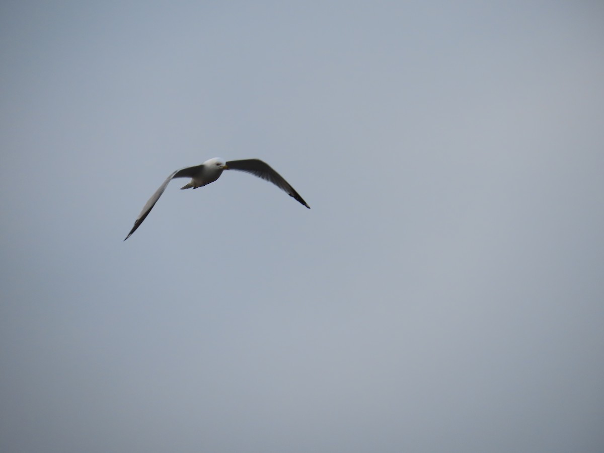 Ring-billed Gull - ML618024532