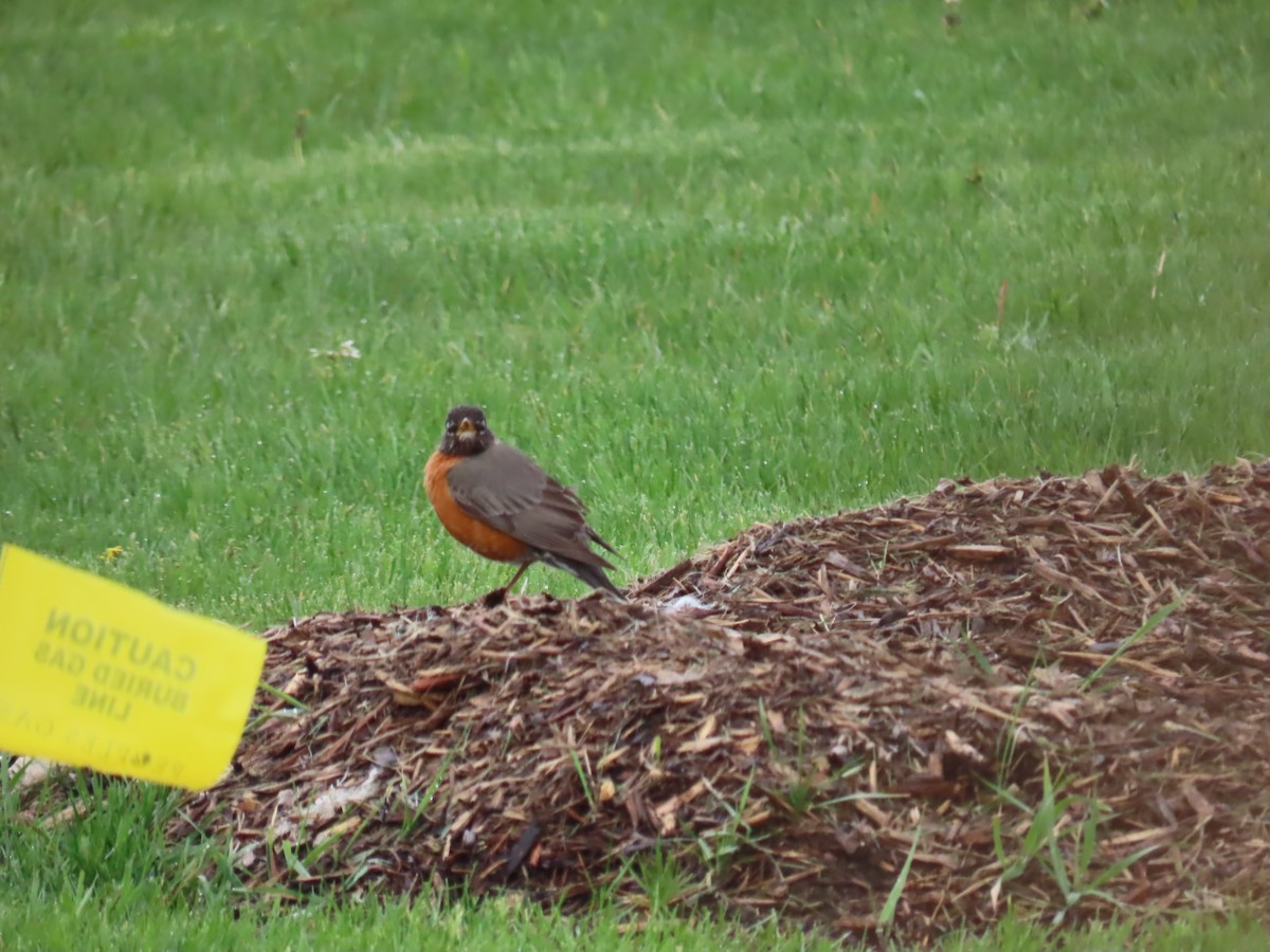 American Robin - ML618024535