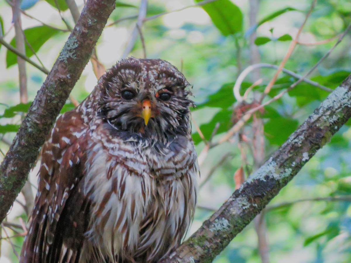 Barred Owl - Anonymous