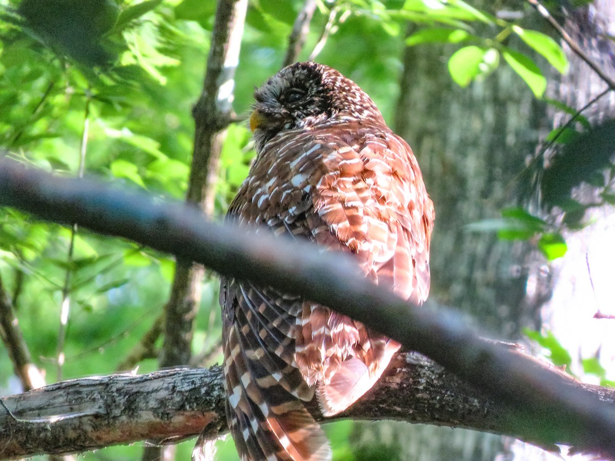 Barred Owl - Anonymous