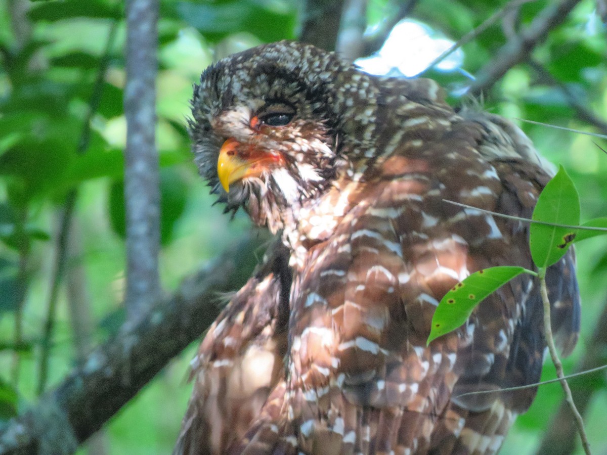 Barred Owl - Anonymous