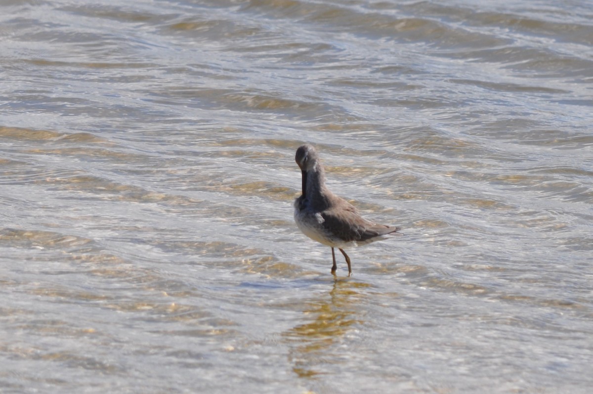 Stilt Sandpiper - ML618024540