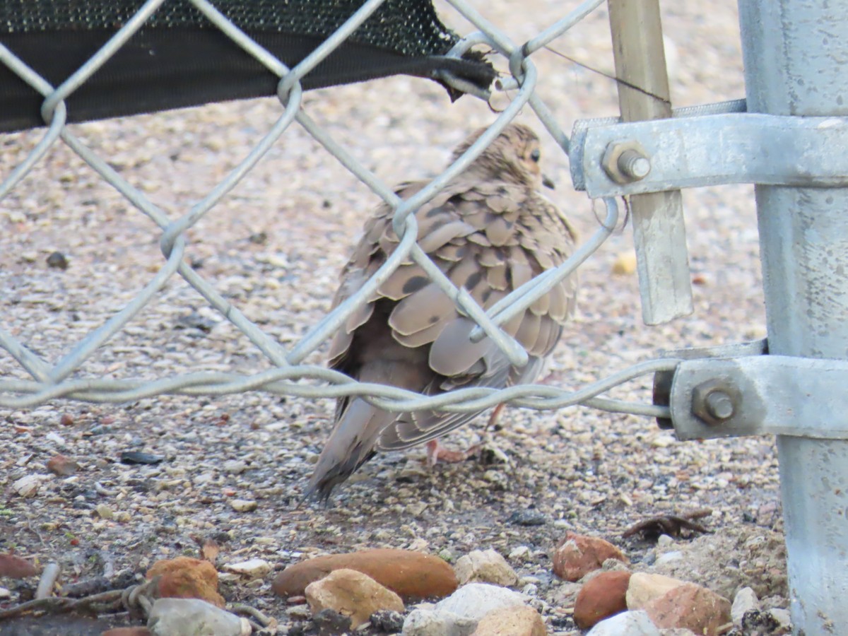 Mourning Dove - ML618024555