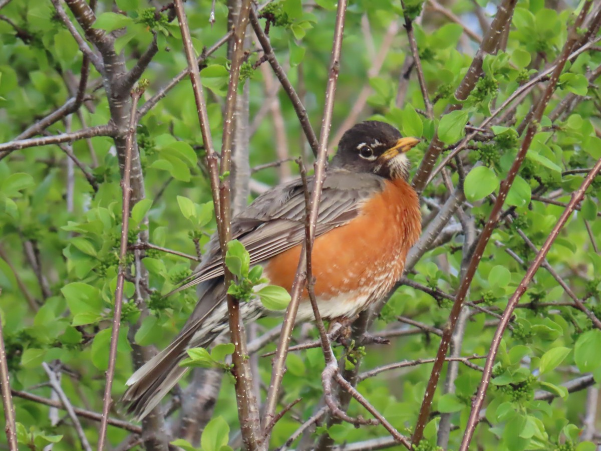 American Robin - Elizabeth Ferber