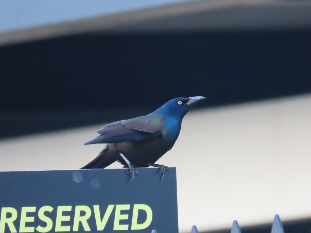 Common Grackle - Elizabeth Ferber