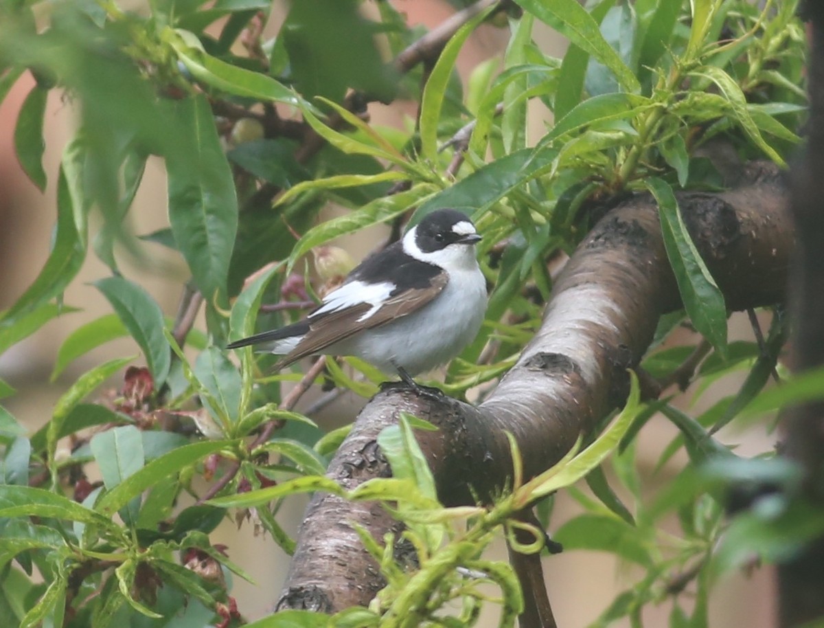 Collared Flycatcher - ML618024575