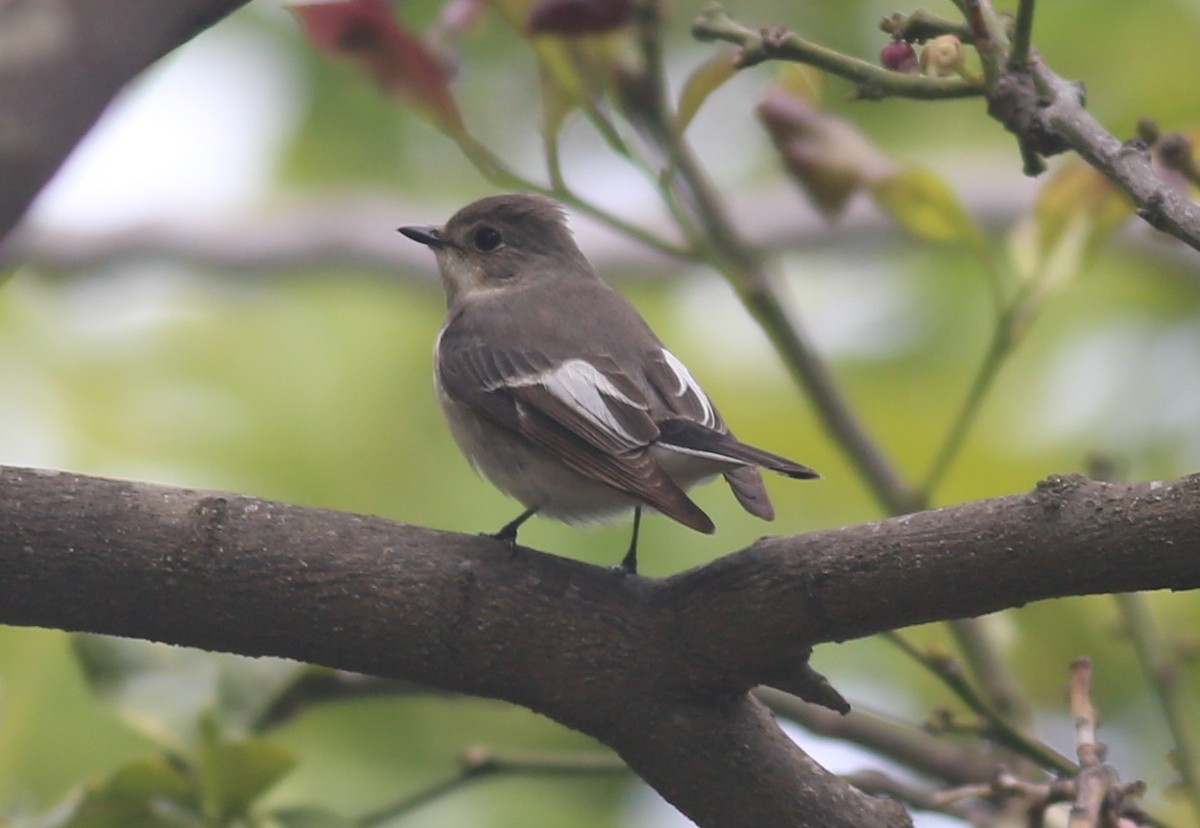 European Pied Flycatcher - Paul Bourdin