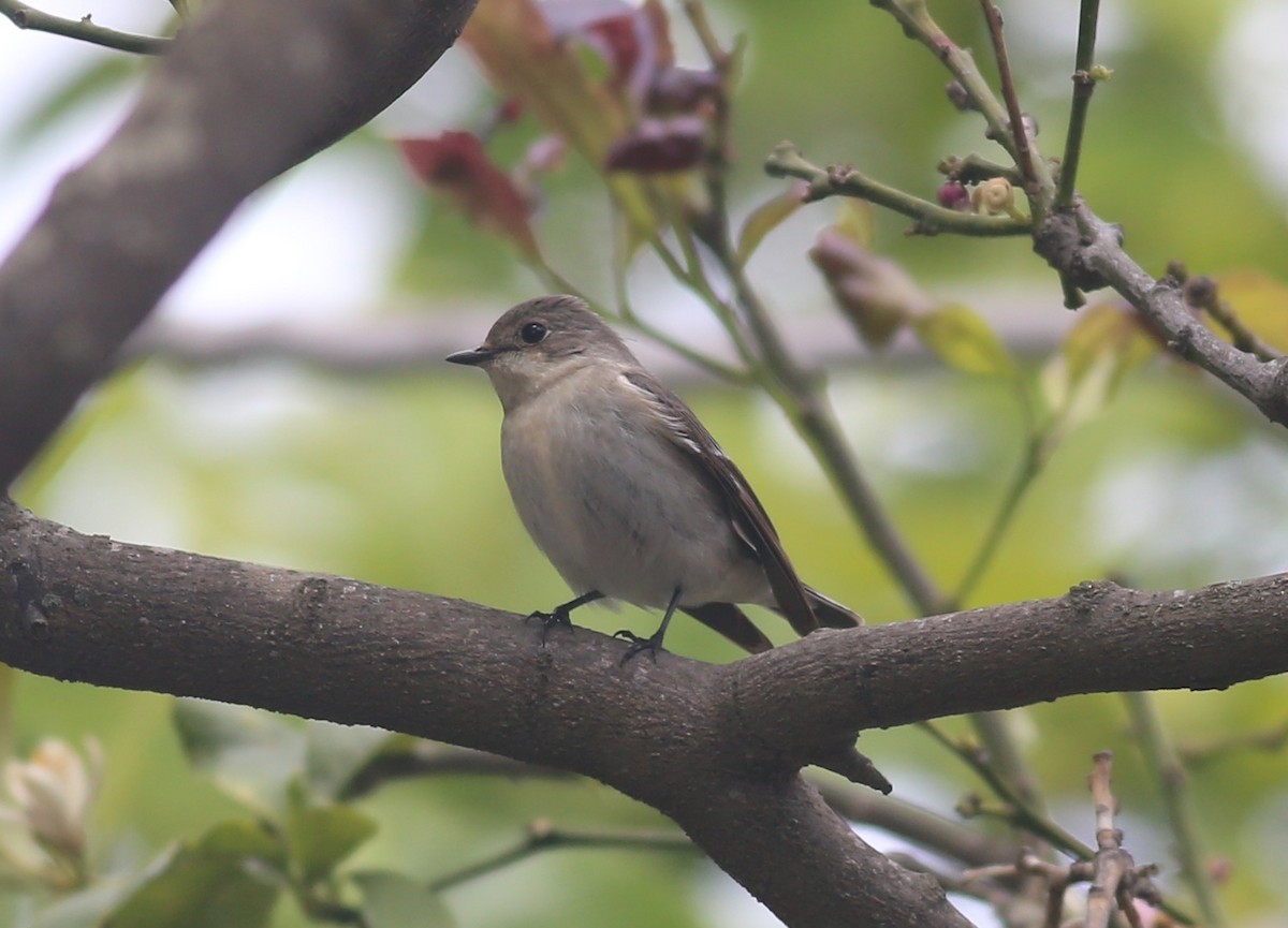 European Pied Flycatcher - ML618024581