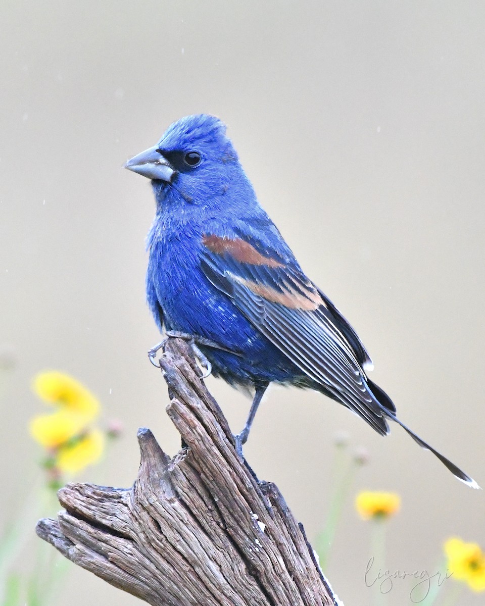Blue Grosbeak - ML618024595