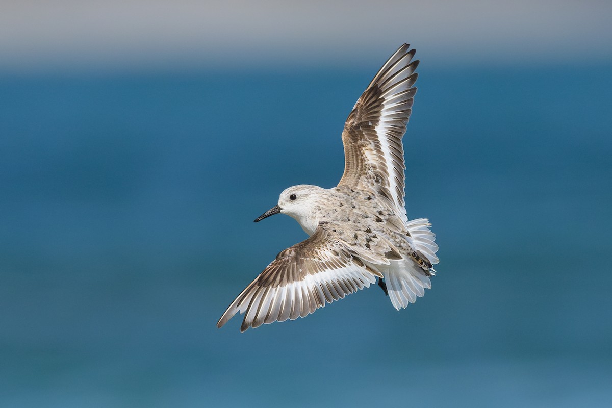 Sanderling - ML618024617