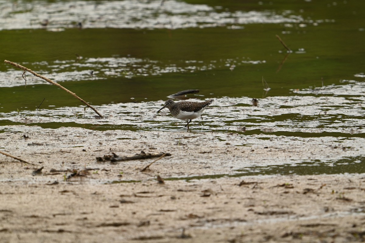 Solitary Sandpiper - ML618024619