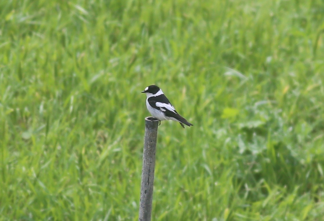 Collared Flycatcher - ML618024620