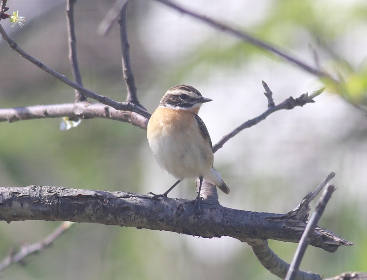 Whinchat - Paul Bourdin