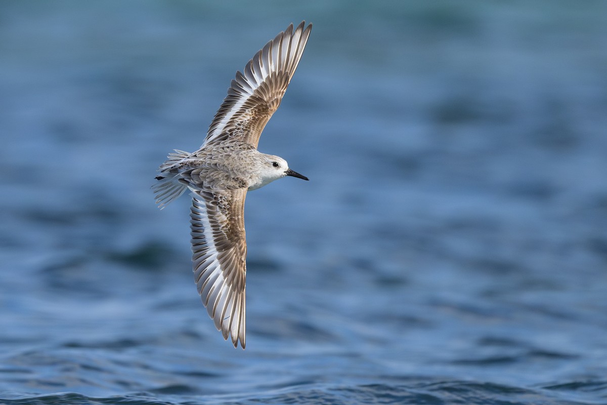 Sanderling - ML618024631