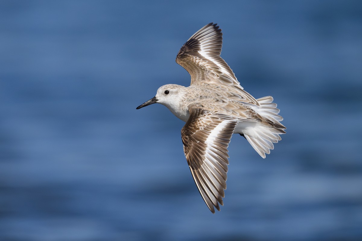 Sanderling - ML618024633