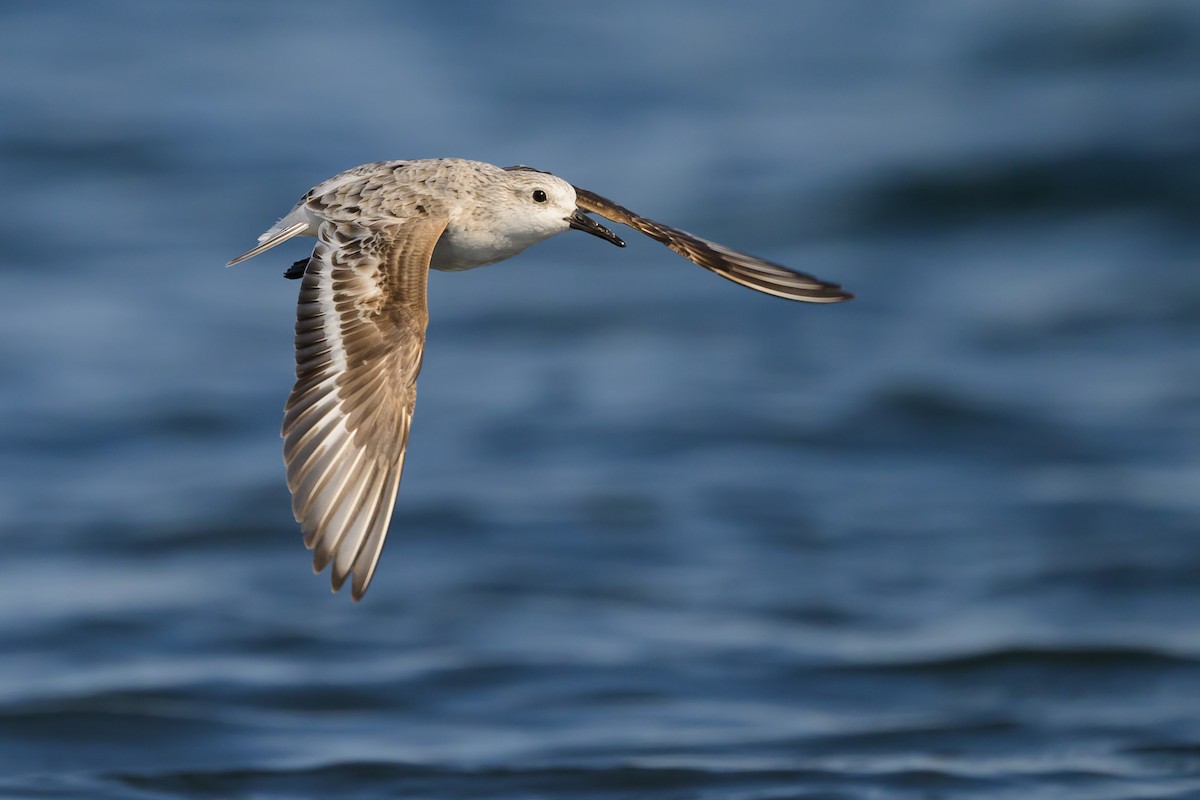 Sanderling - ML618024641