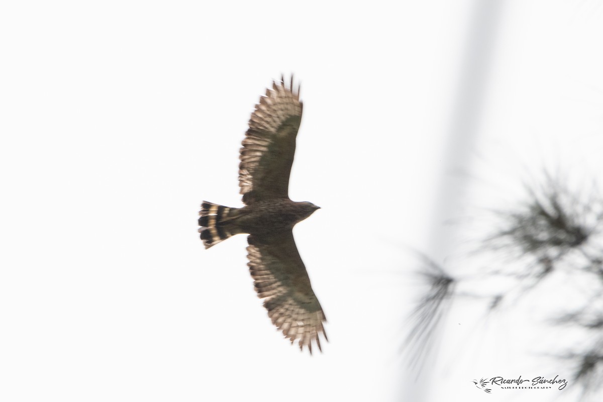 Broad-winged Hawk - ML618024672