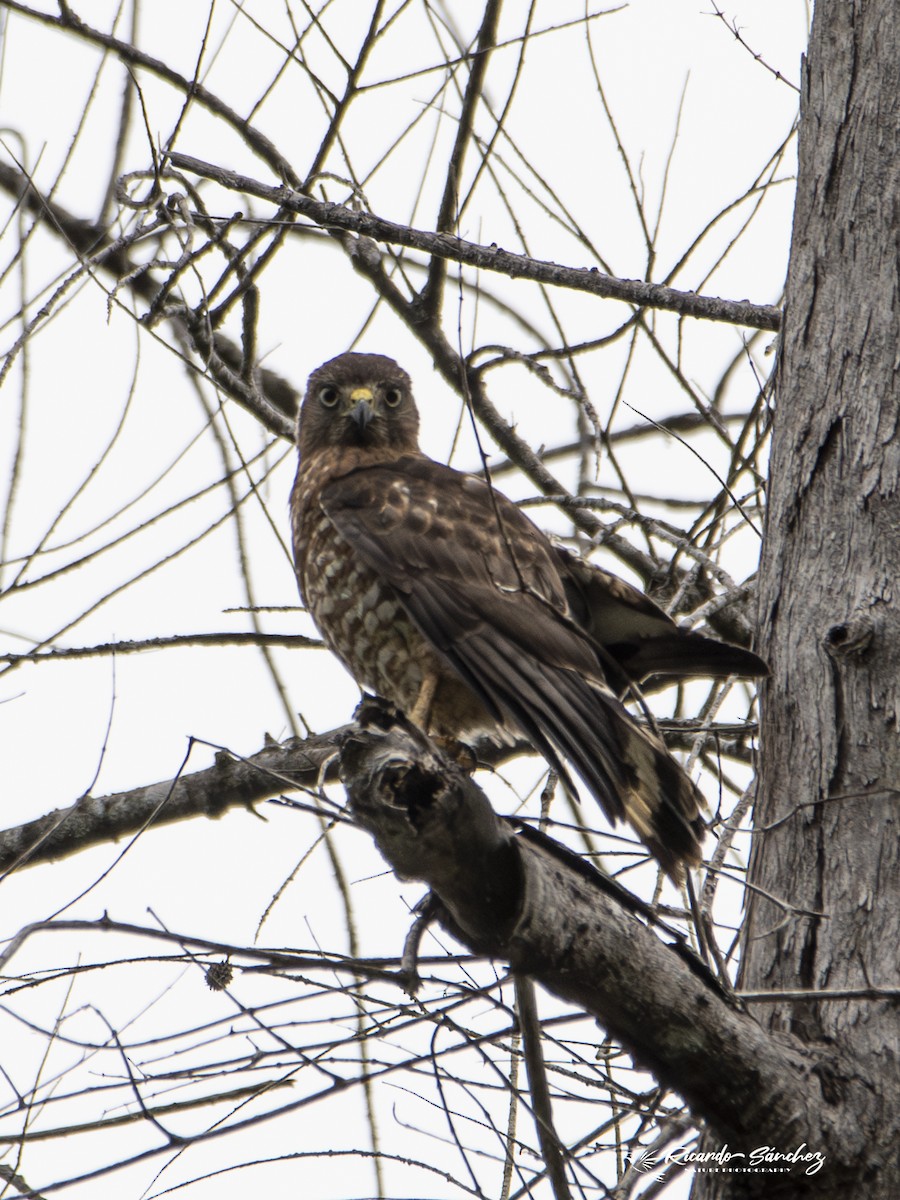 Broad-winged Hawk - ML618024673