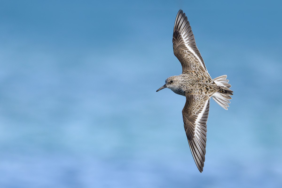 Sanderling - ML618024682