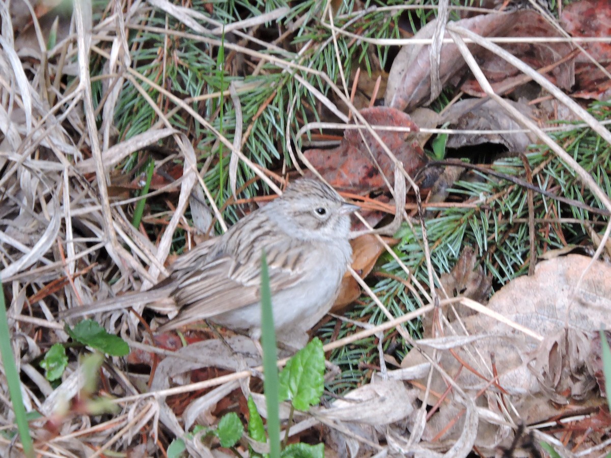 Brewer's Sparrow - ML618024688