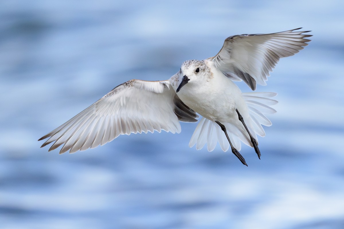 Sanderling - ML618024692