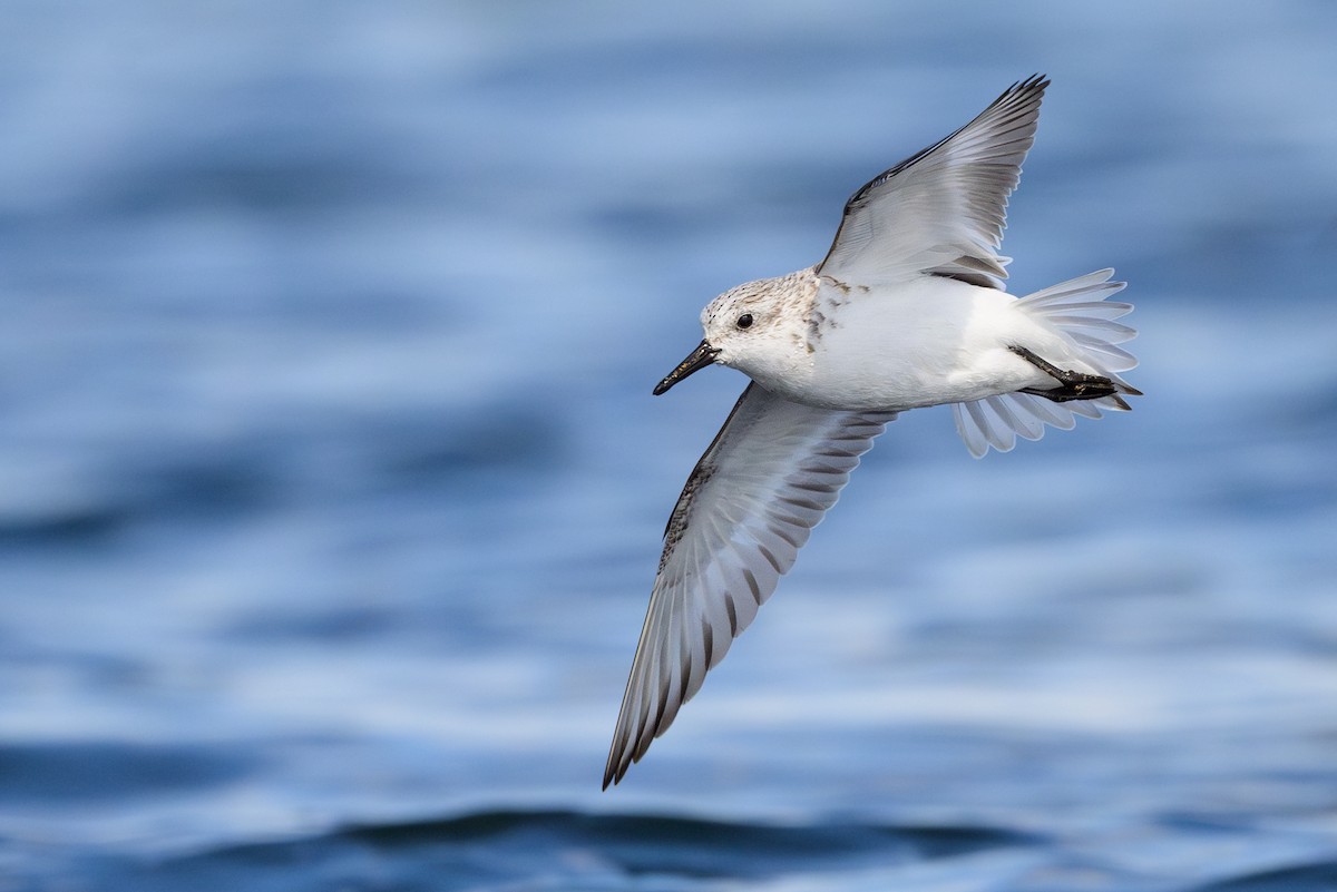 Sanderling - ML618024695